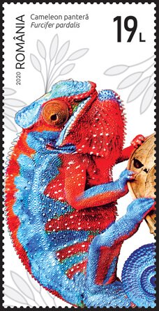 Panther Chameleon (Furcifer pardalis)
