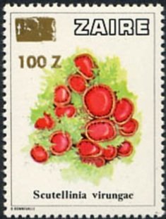 Stamp, CD 960 overprint new value, Zaire,  , Mushrooms, Plants (Flora)