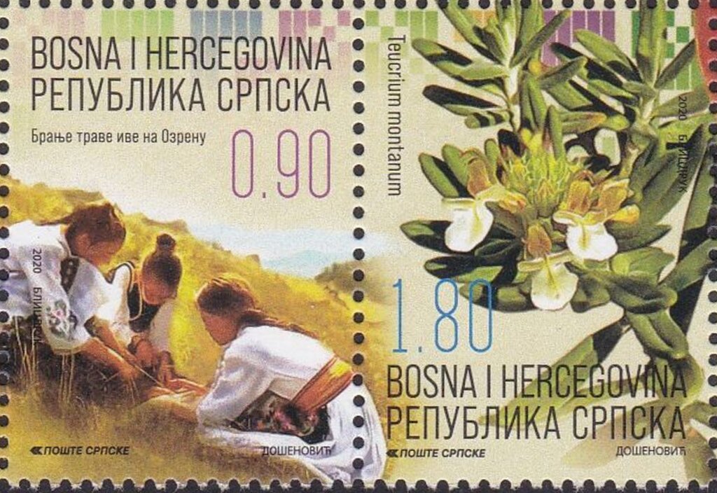 Cultural Traditions : Picking Iva Grass