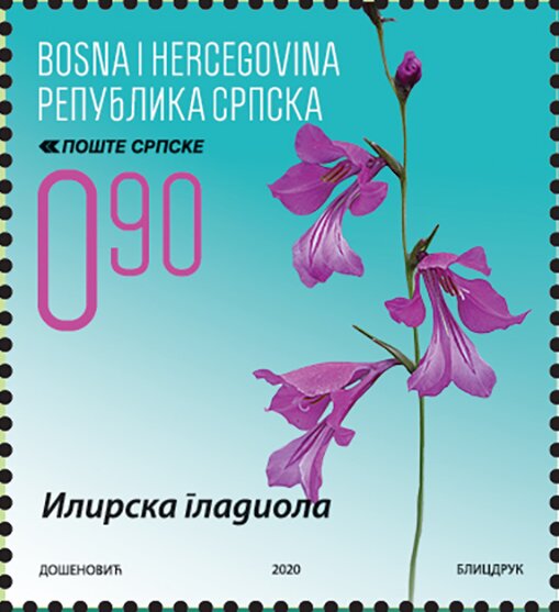 Gladiola