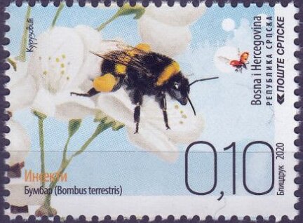 Buff-Tailed Bumblebee (Bombus terrestris)