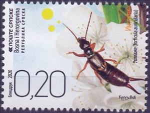 Stamp, Common Earwig (Forficula auricularia), Bosnia and Herzegovina, Serbian Administration,  , Animals (Fauna), Insects