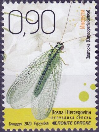 Green Lacewing (Chrysoperla carnea)