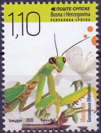 Mantis (Mantidae sp)