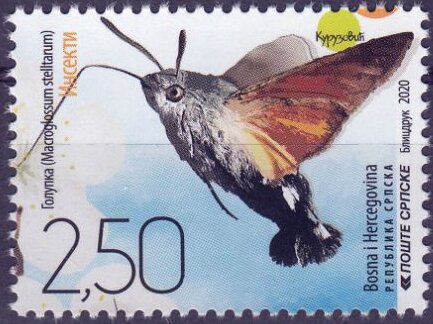 Hummingbird Hawk-Moth (Macroglossum stellatarum)