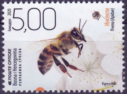 Bees (Apiodia sp)