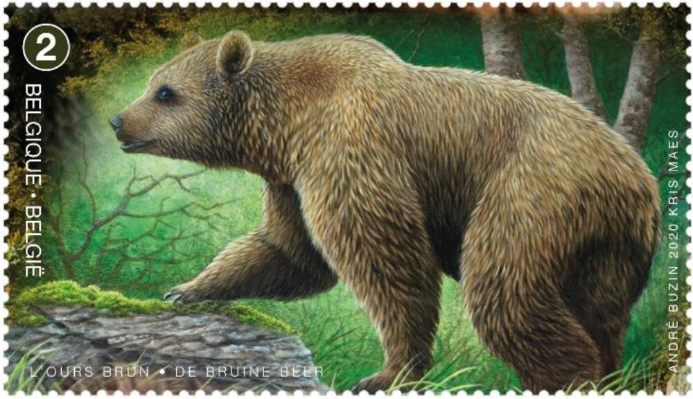 Eurasian Brown Bear (Ursus arctos arctos)