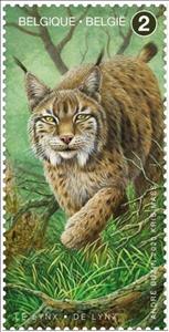 Stamp, Eurasian Lynx (Lynx lynx), Belgium,  , Animals (Fauna), Lynx
