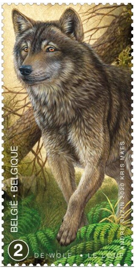 Wolf (Canis lupus