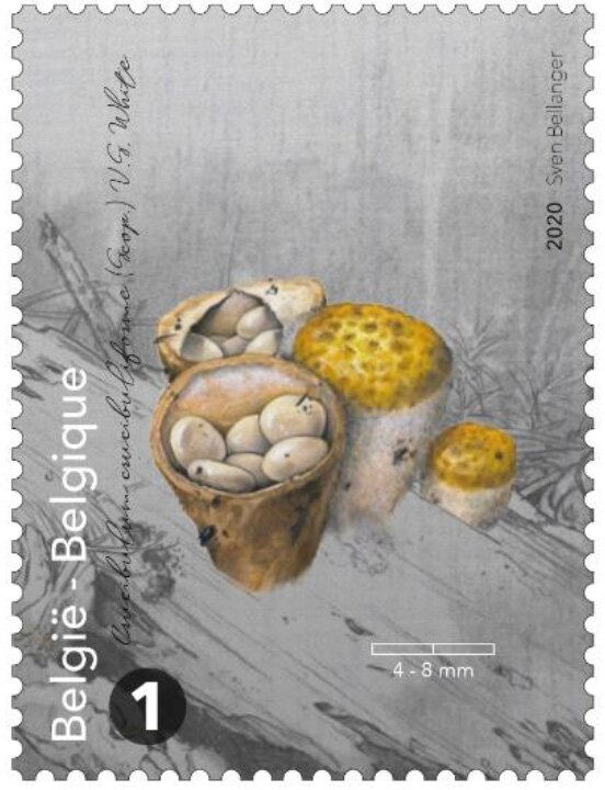 Crucibulum crucibuliforme