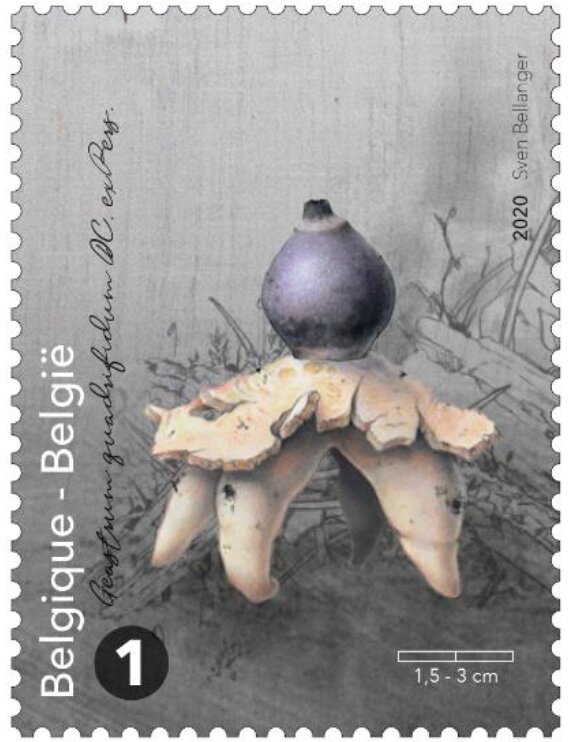 Rayed Earthstar (Geastrum quadrifidum)