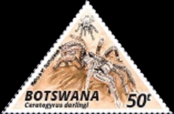 Burst Horned Baboon Tarantula (Ceratogyrus darlingi)