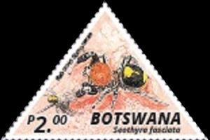 Stamp, Buckspoor Spider (Seothyra fasciata), Botswana,  , Spiders