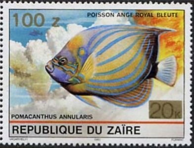 Bluering Angelfish (Pomacanthus annularis)