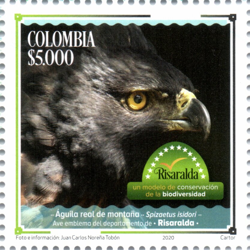 Black-and-Chestnut Eagle (Spizaetus isidori)