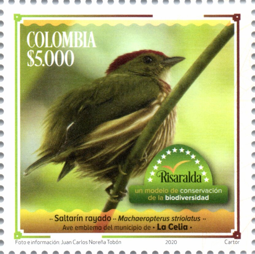 Western Striped Manakin (Machaeropterus striolatus)