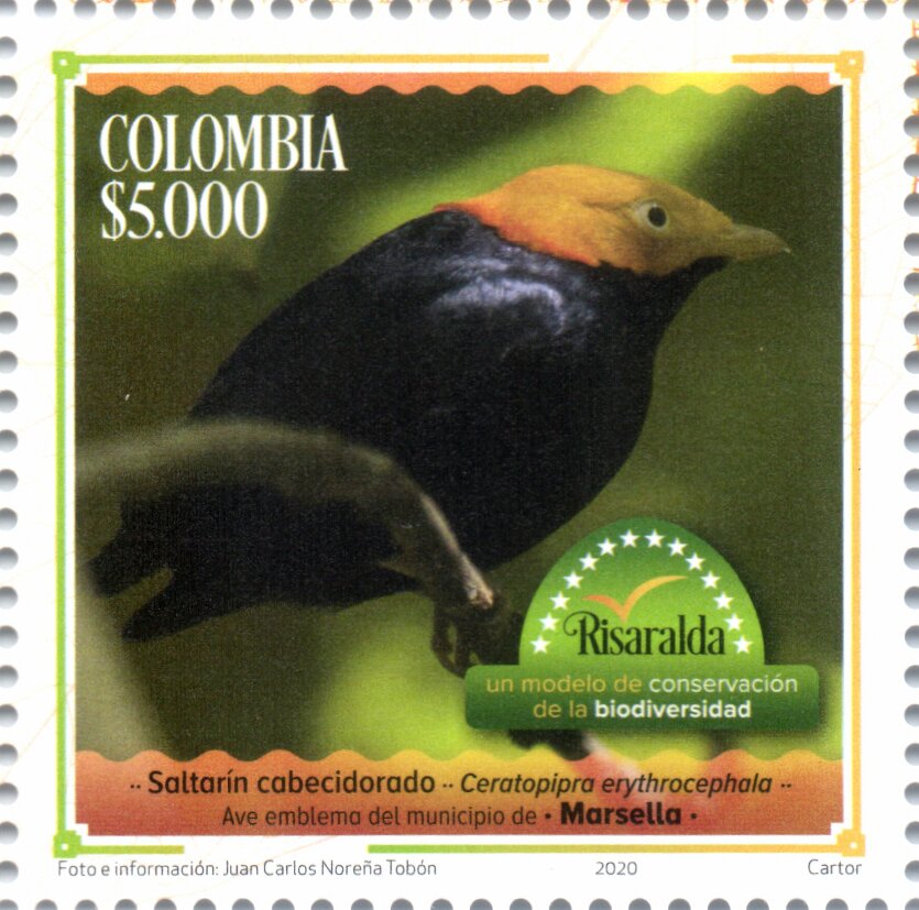 Golden-Headed Manakin (Ceratopipra erythrocephala)