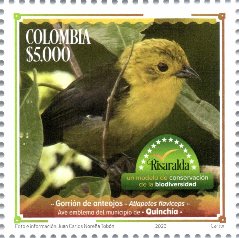 Yellow-Headed Brush Finch (Atlapetes flaviceps)