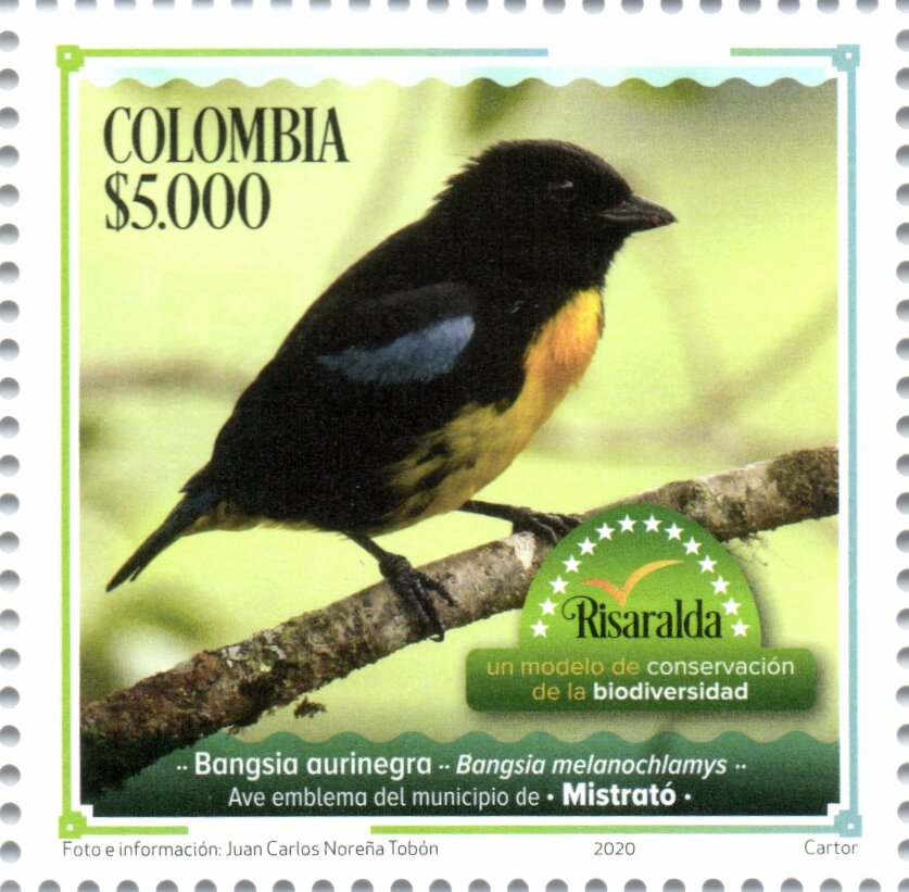 Black-and-Gold Tanager (Bangsia melanochlamys)