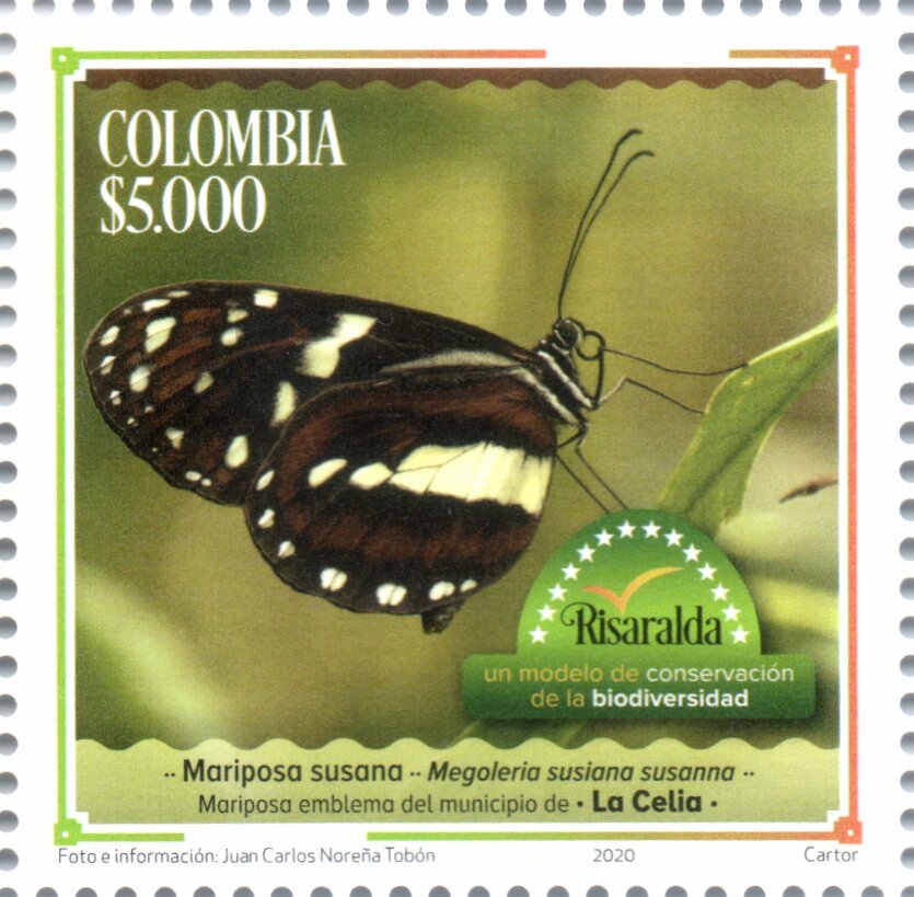 Megoleria susiana susanna