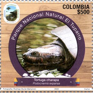 Arrau Turtle (Podocnemis expansa)
