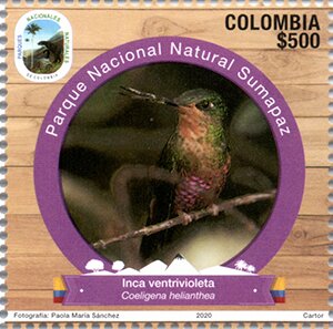 Blue-Throated Starfrontlet (Coeligena helianthea)