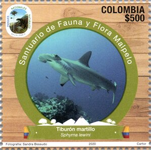 Scalloped Hammerhead Shark (Sphyrna lewini)