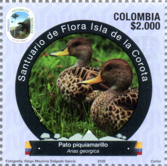 Yellow-Billed Pintail Duck (Anas georgica)