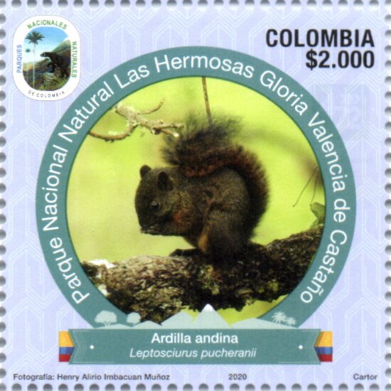 Andean Squirrel (Leptosciurus pucheranii)