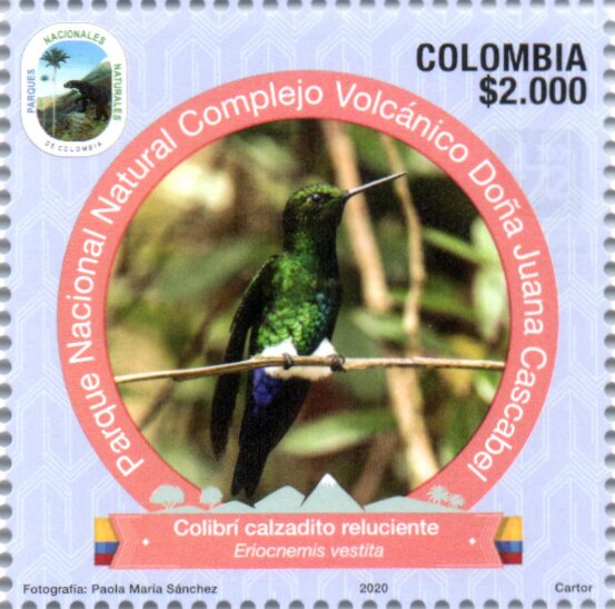 Glowing Puffleg (Eriocnemis vestita)