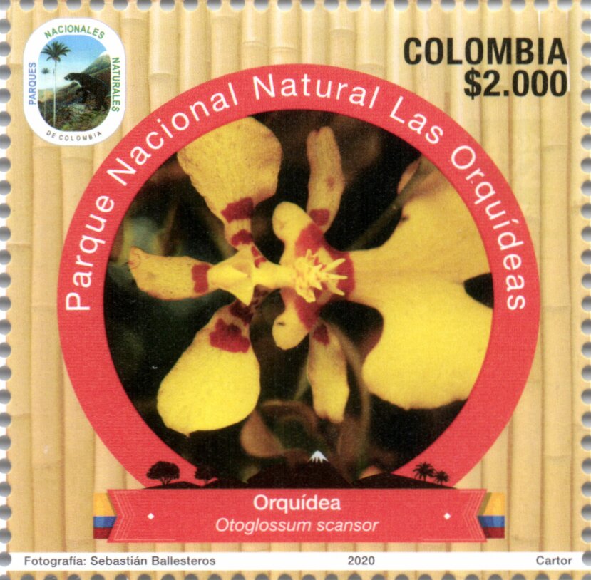 Otoglossum scansor