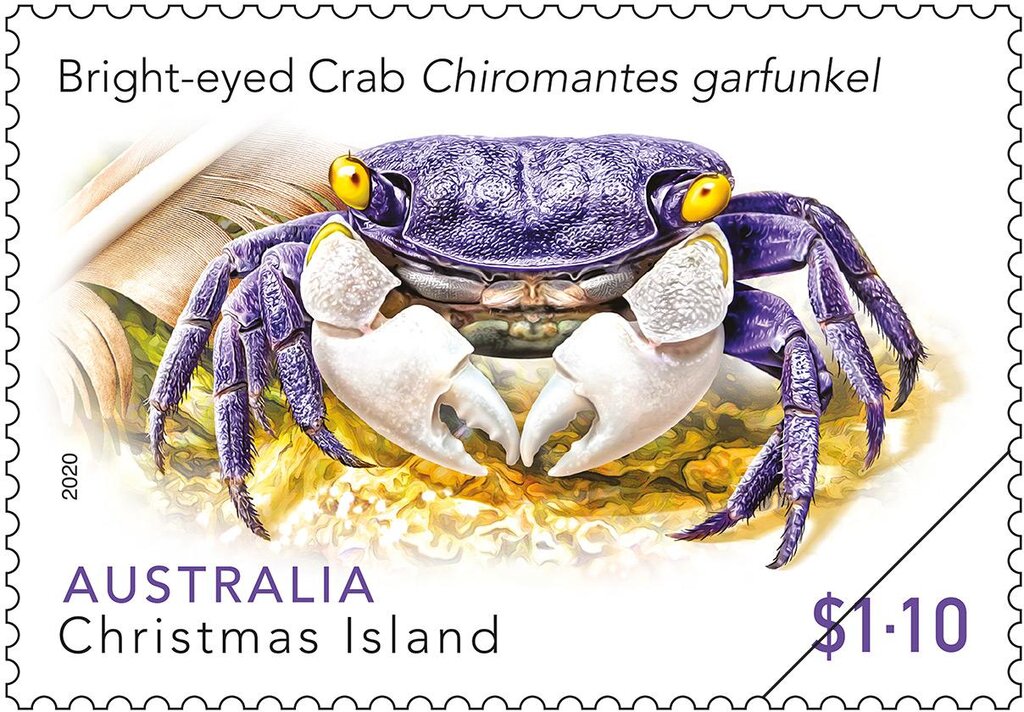Bright-Eyed Crab (Chiromantes garfunkel)
