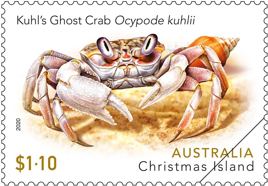 Kuhl’s Ghost Crab (Ocypode kuhlii)