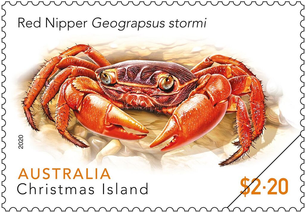 Red Nipper (Geograpsus stormi)