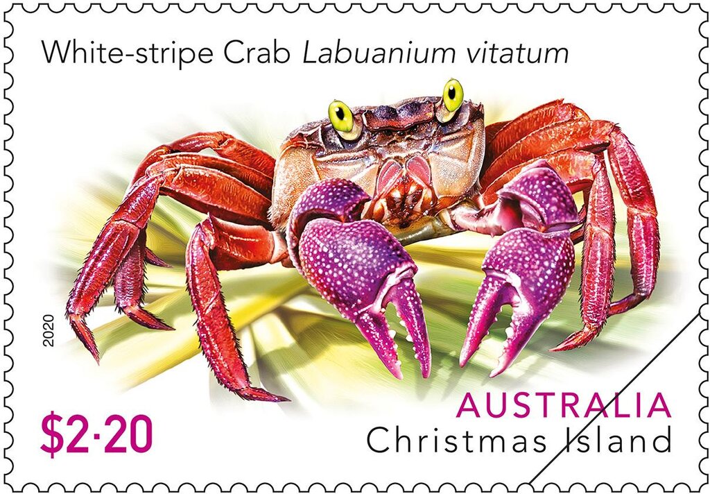 White-Striped Crab (Labuanium vitatum)