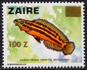 Golden Julie (Julidochromis ornatus) 
