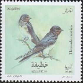 Barn Swallow (Hirundo rustica)