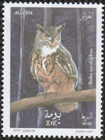 Pharaoh Eagle-Owl (Bubo ascalaphus)