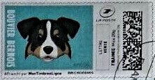 Collie. Bouvier Benois