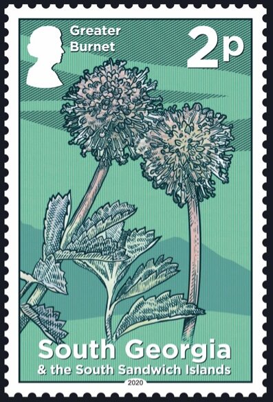 Greater Burnet (Sanguisorba officinalis)
