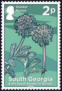 Stamp, Greater Burnet (Sanguisorba officinalis), South Georgia and The South Sandwich Islands,  , Flowers, Plants (Flora)