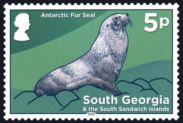Antarctic Fur Seal (Arctocephalus gazella)