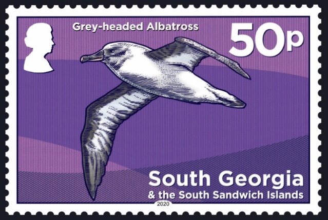 Grey-Headed Albatros (Thalassarche chrysostoma)