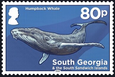 Humpback Whale (Megaptera novaeangliae)