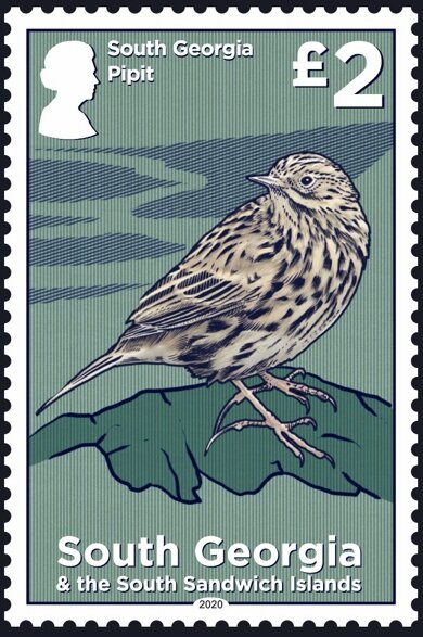 South Georgia Pipit (Anthus antarcticus)