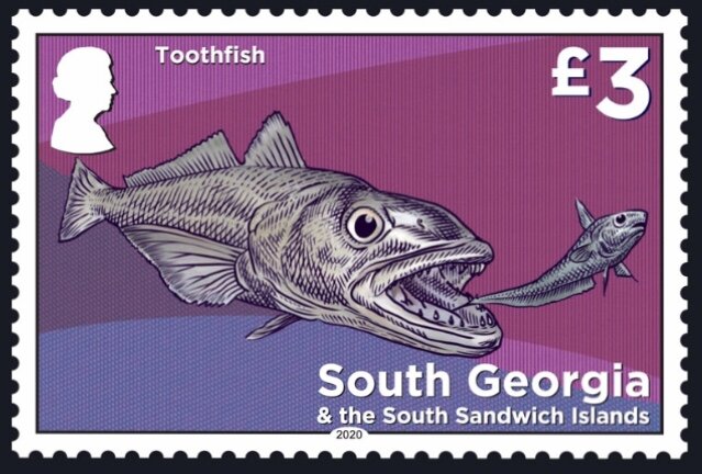 Toothfish (Dissostichus eleginoides)