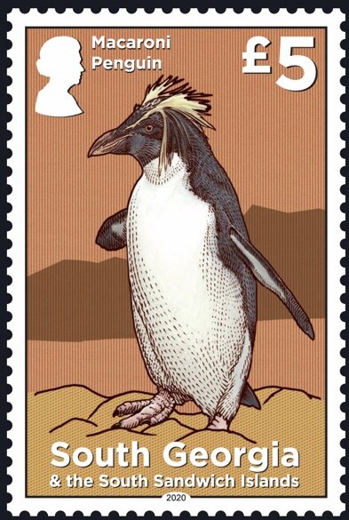 Macaroni Penguin (Eudyptes chrysolophus)