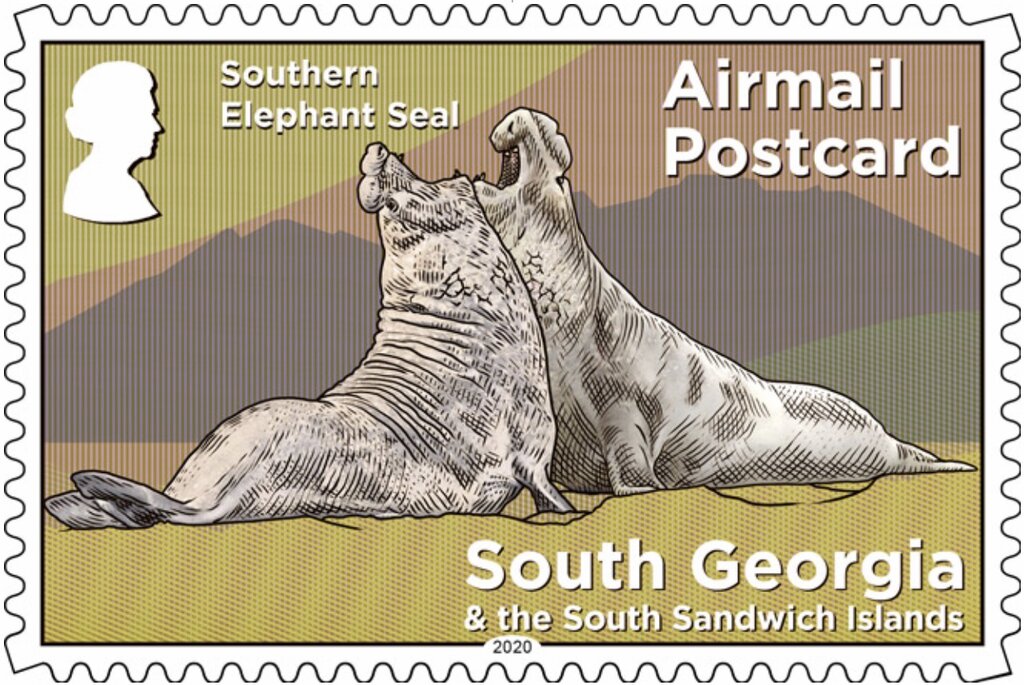 Elephant Seal (Mirounga leonina)