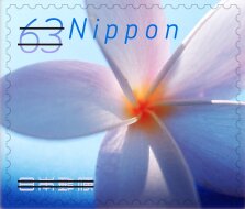 Frangipani