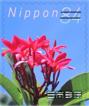 Red frangipani